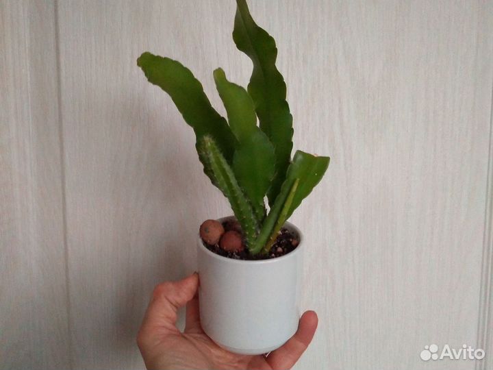 Эпифиллум Дойче Казерин