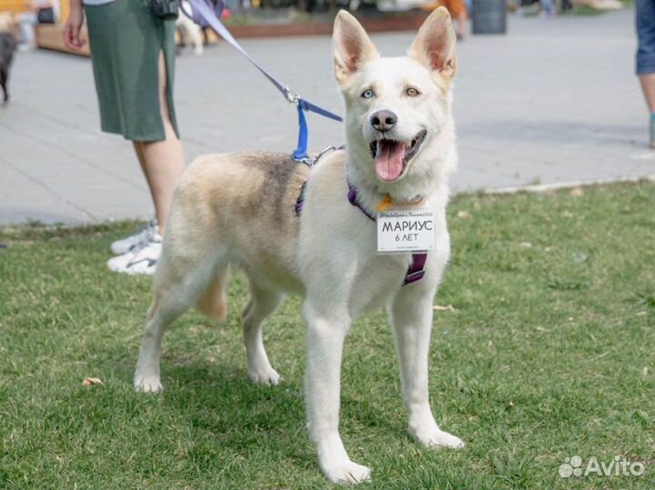 Метис Хаски в добрые руки