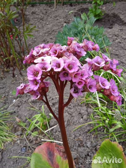 Ирисы, бадан, ромашка, арабис, обриэта