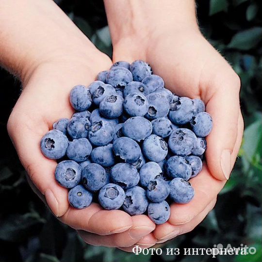 Саженцы голубики