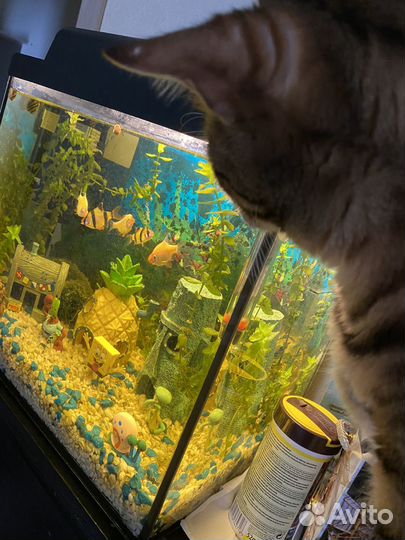 Аквариум на 25 л + декор Спанч Боб