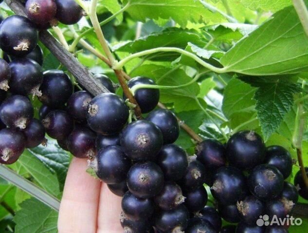 Смородина душистая