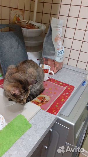 Пригляжу за вашим питомцем в ваше отсутствие