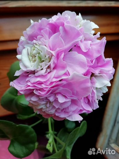 Пеларгония PAC Viva Carolina/ Пак Вива Каролина