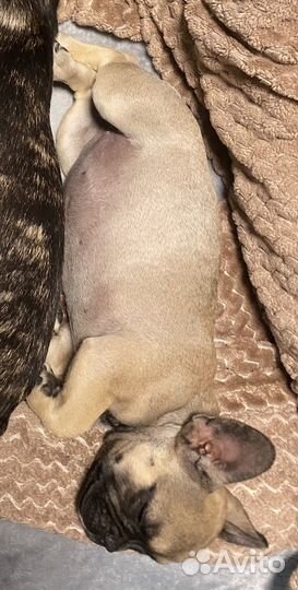 Французский бульдог