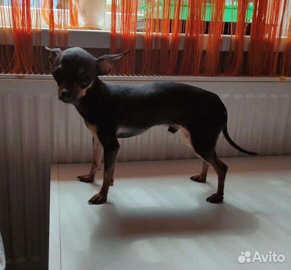 Вязка кобель той терьер