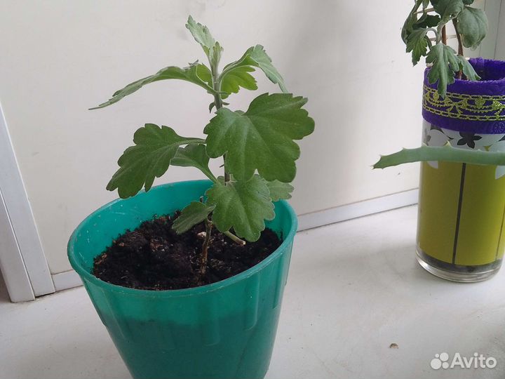 Хризантема кустовая декоративная для дома и сада