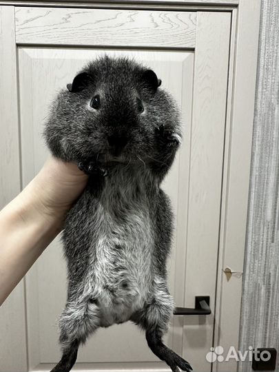 Морская свинка