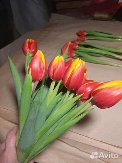 Продаю тюльпаны
