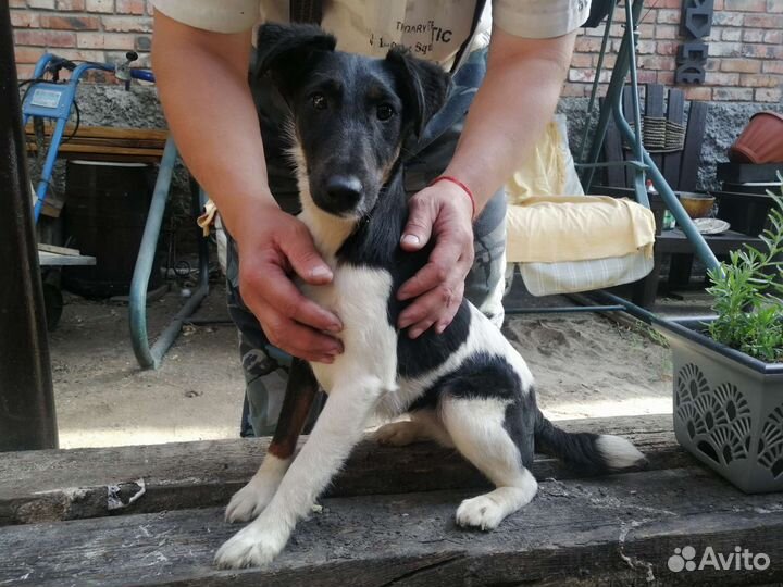 Фокстерьер