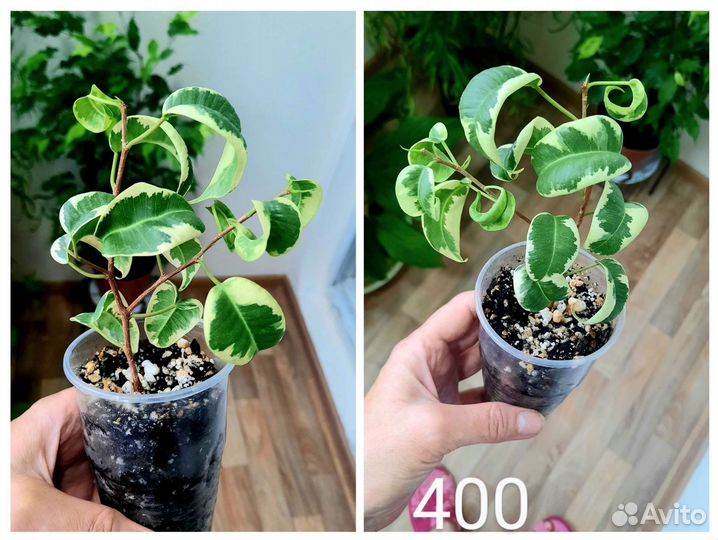 Фикусы сортовые