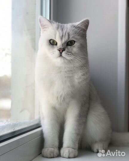 Вязка с британцем