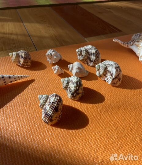 Морские ракушки раковины