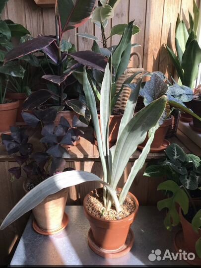 Сансевиерии сортовые