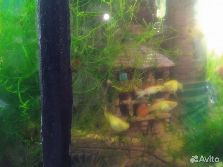 Рыбки гуппи и пицилии