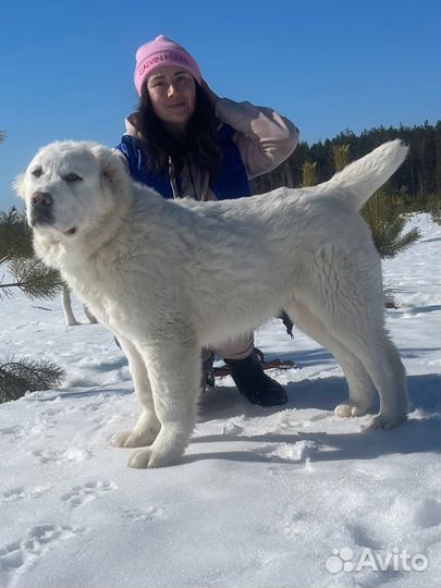Среднеазиатская овчарка
