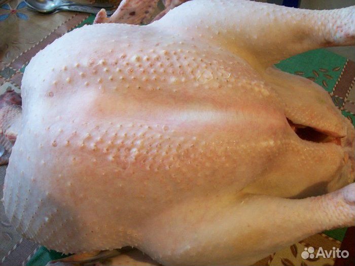Продам цыплят