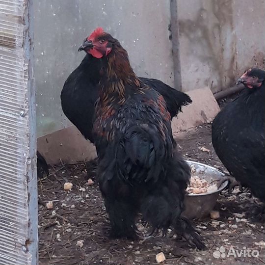 Молодые петушки леггорн жемчужный и долматинцы