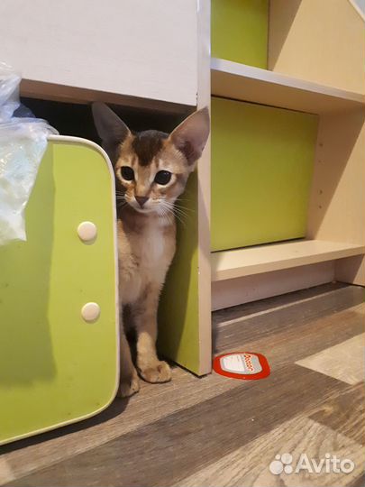 Маленькая пума