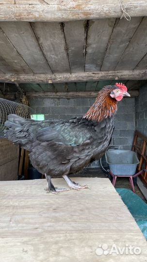 Маран, Лакеданзи