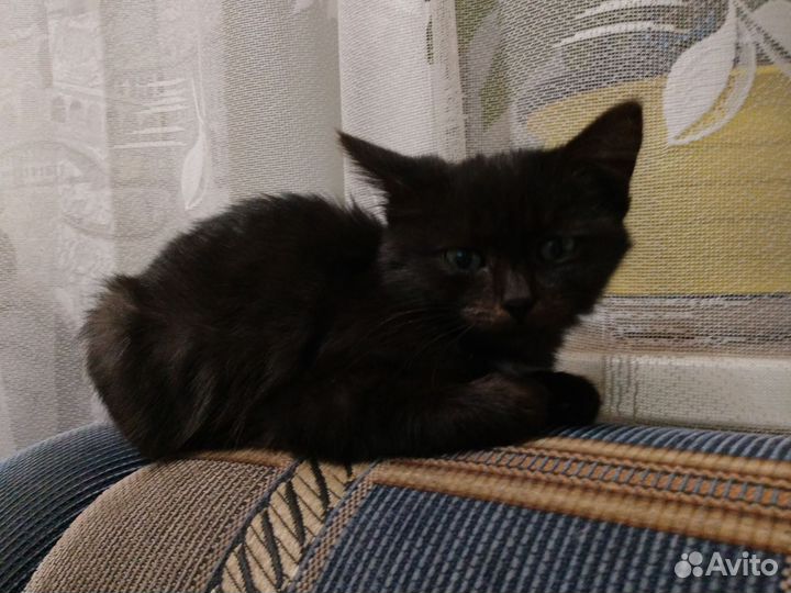 Маленькое красивое шоколадное чудо