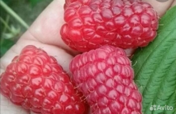 Саженцы малины