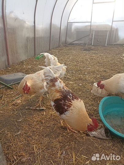 Продам петухов
