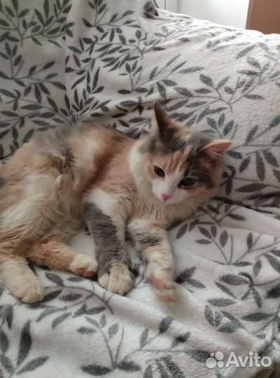 Кошка