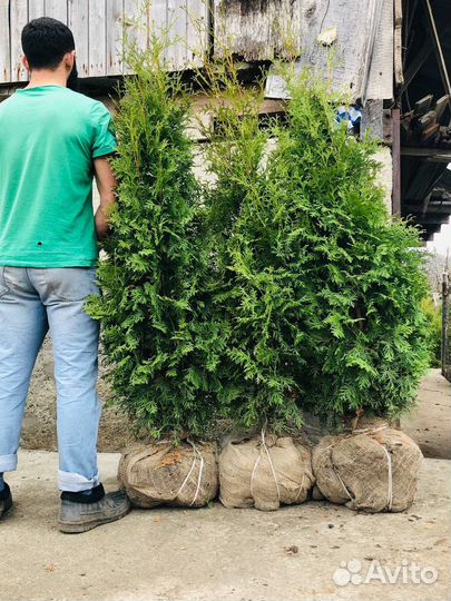 Туй, цена за шт