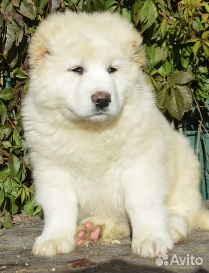 Кавказская овчарка мальчик белый