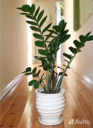 Замиокулькас. Долларовое дерево