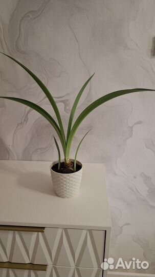 Гиппеаструм