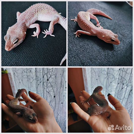 Геккон эублефар