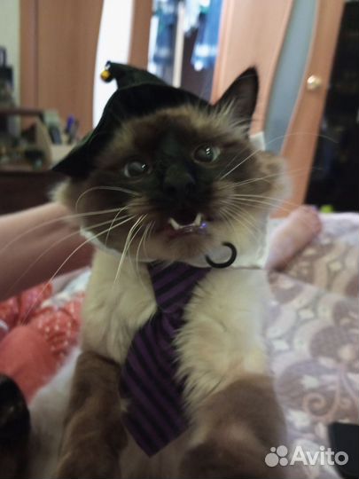 Вязка кошек