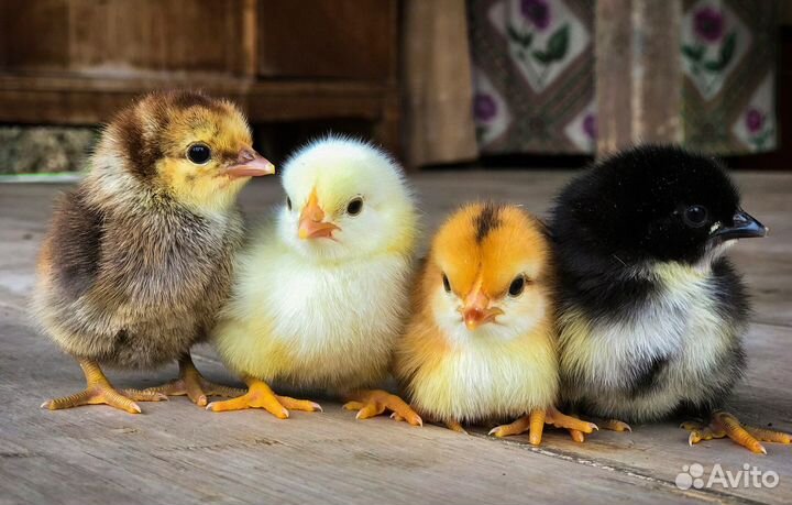 Домашняя птица