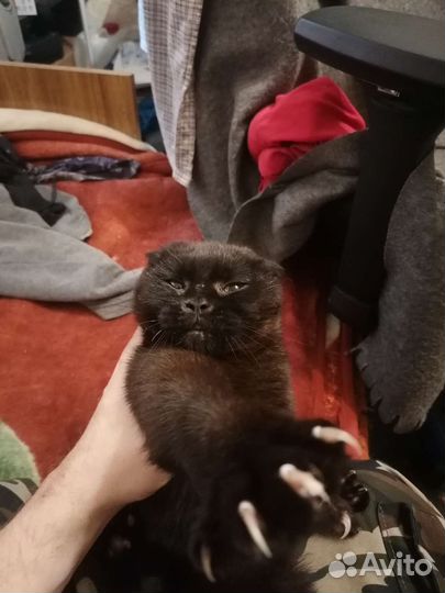 Кошка в дар бесплатно