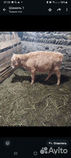 Телята телки 2 штуки