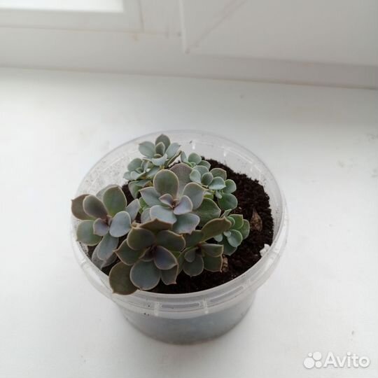 Домашние растения