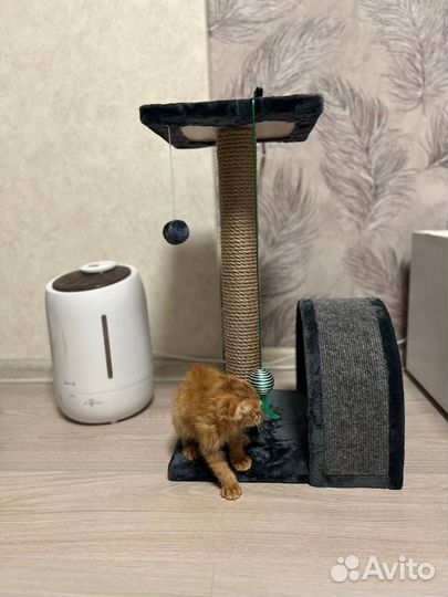 Когтеточка