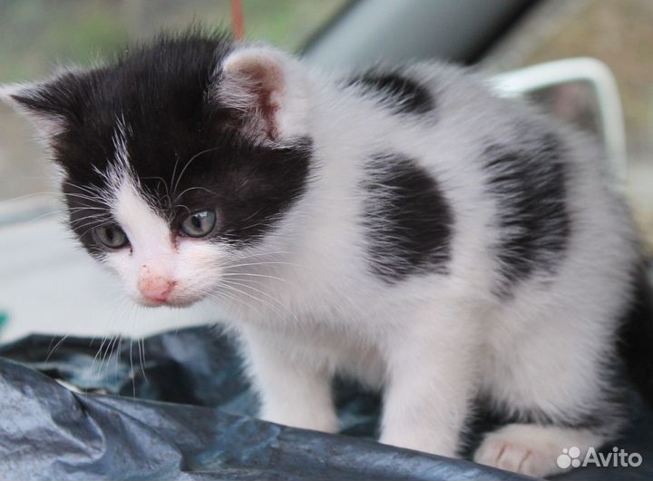 Котята