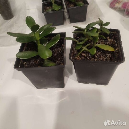 Крассула толстянка