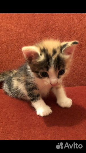 Трехцветные котята