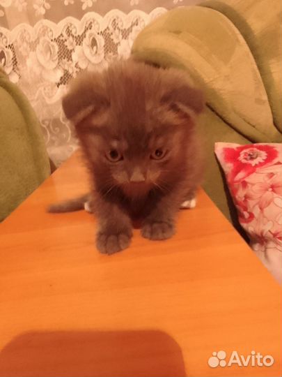Продам британку веслоухою