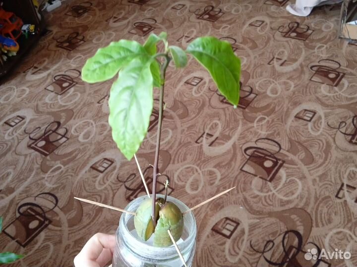 Авокадо дерево