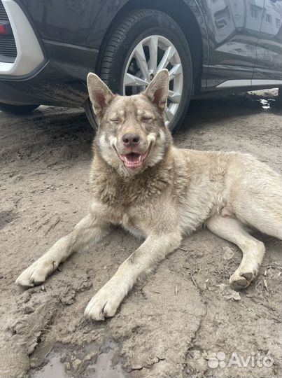 Собака в добрые руки отдам бесплатно