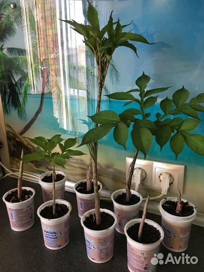 Пальма аморфофаллус