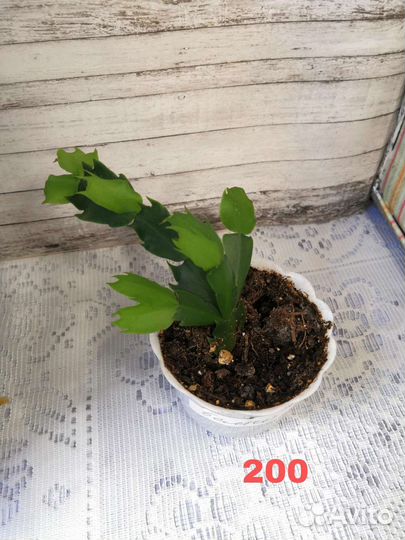 Декабрист шлюмбергера белый