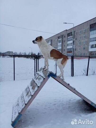 Вязка алабай кобель
