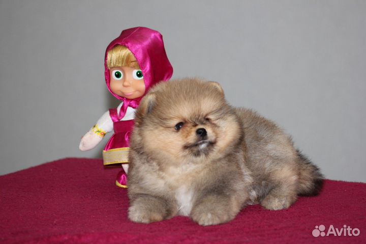 Мини шпиц мальчик медведь РКФ