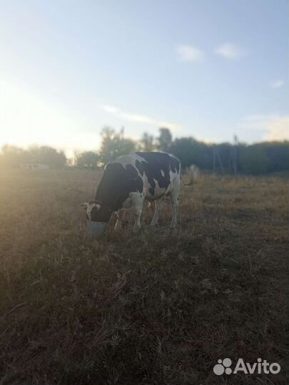 Бык на племя